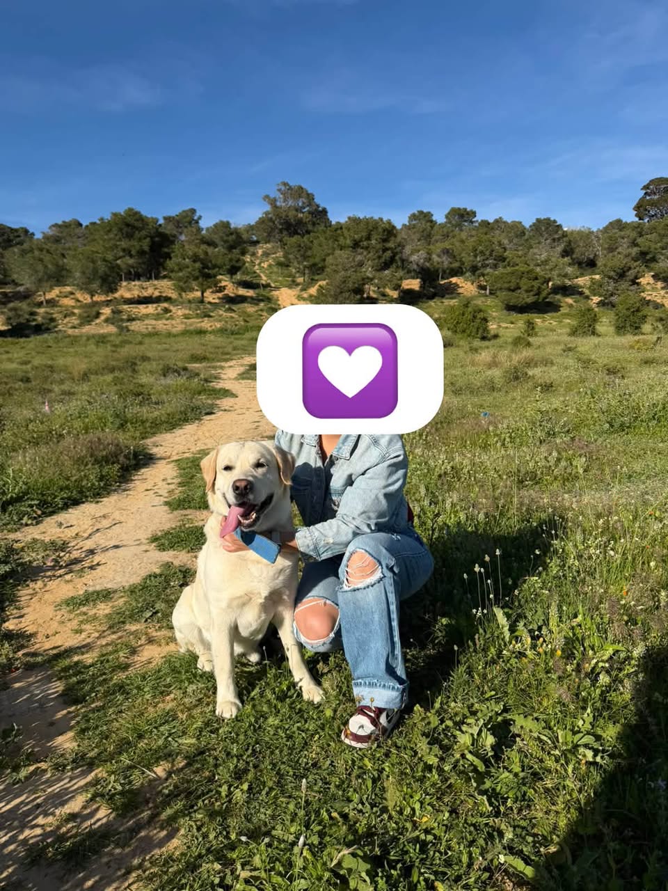 Lost Dog in Tunisia
