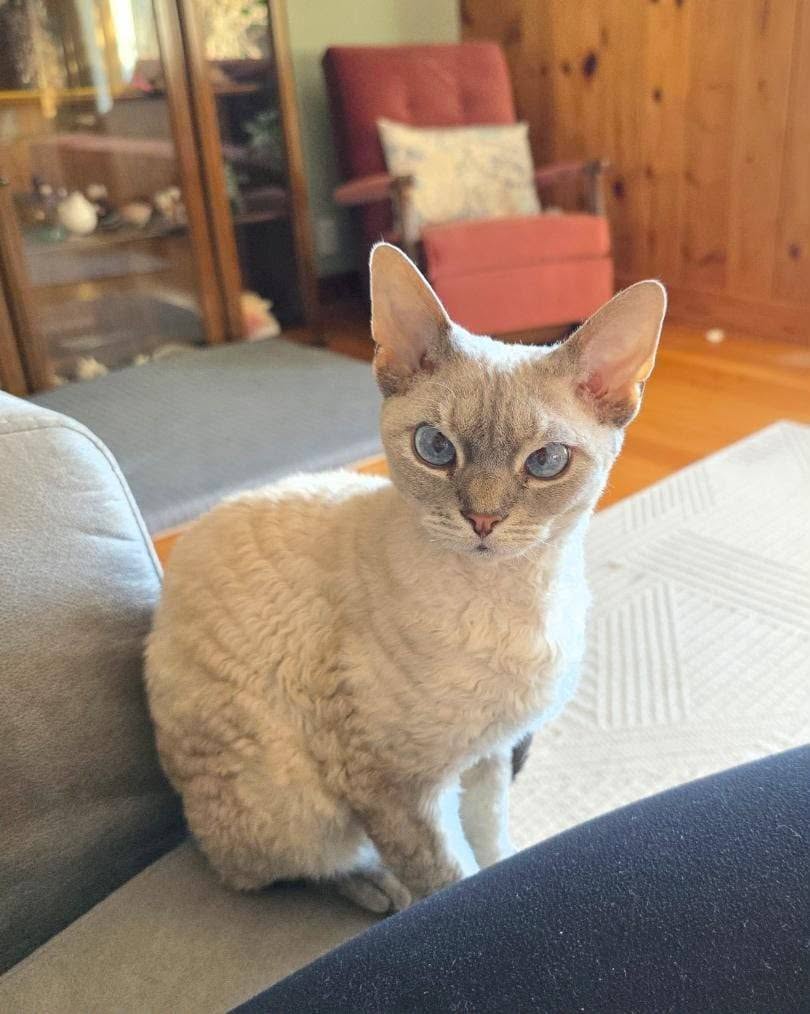 Lost cat