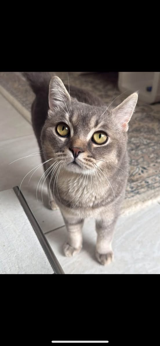 Lost Cat in Domdidier