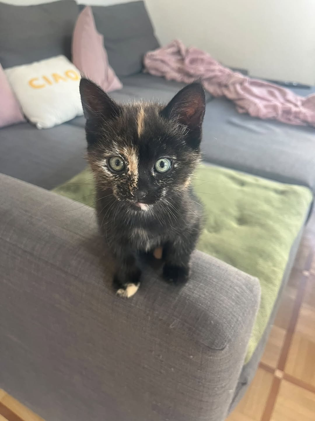 Lost Cat in Bulle