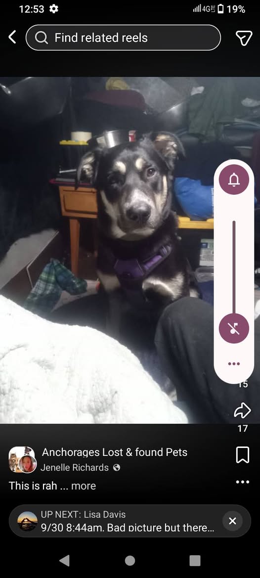 Lost Dog in Anchorage