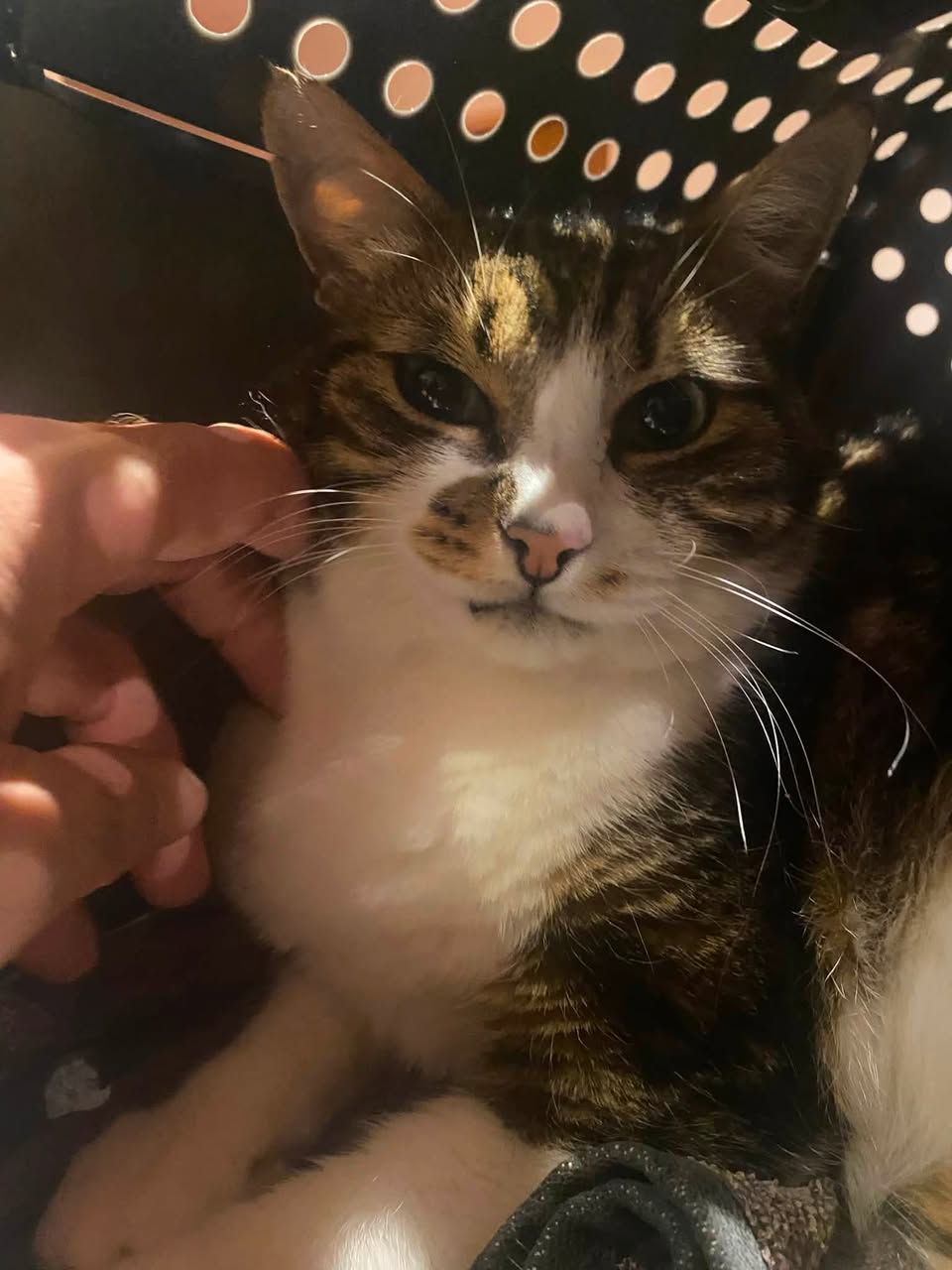 Found Cat in NeuchâTel