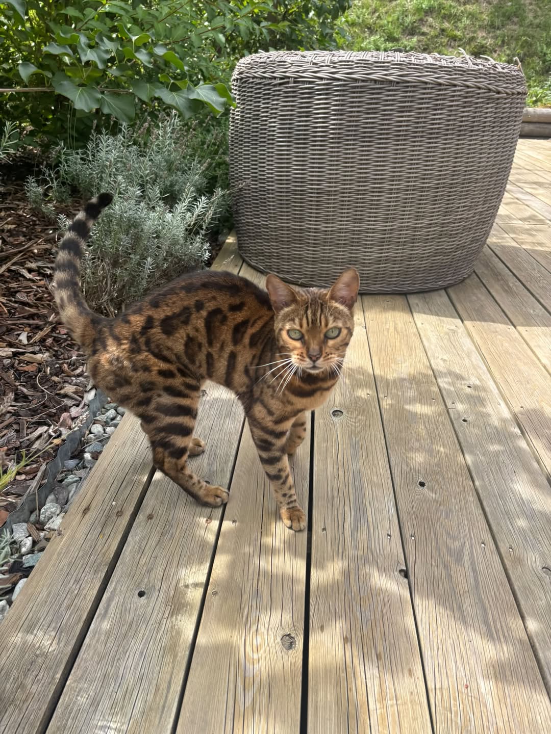 Found cat