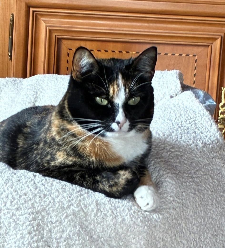 Lost Cat in Vuarmarens