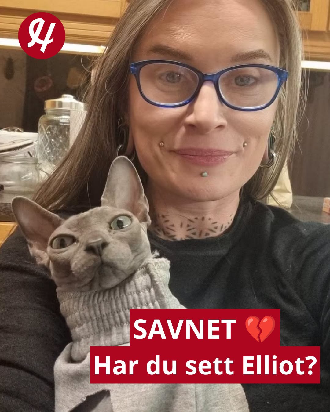 Lost Cat in MosjøEn