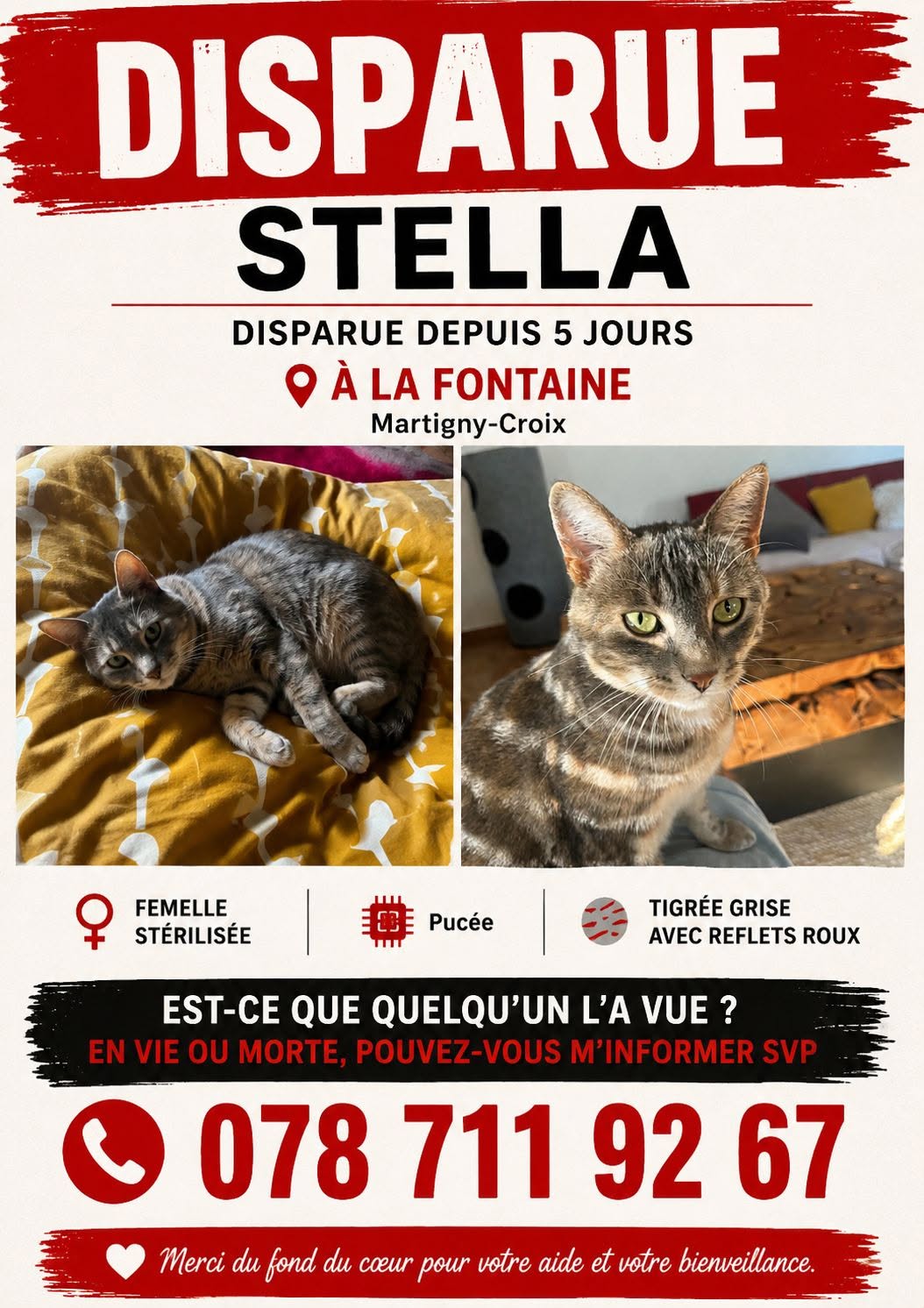 Lost Cat in Martigny-Croix