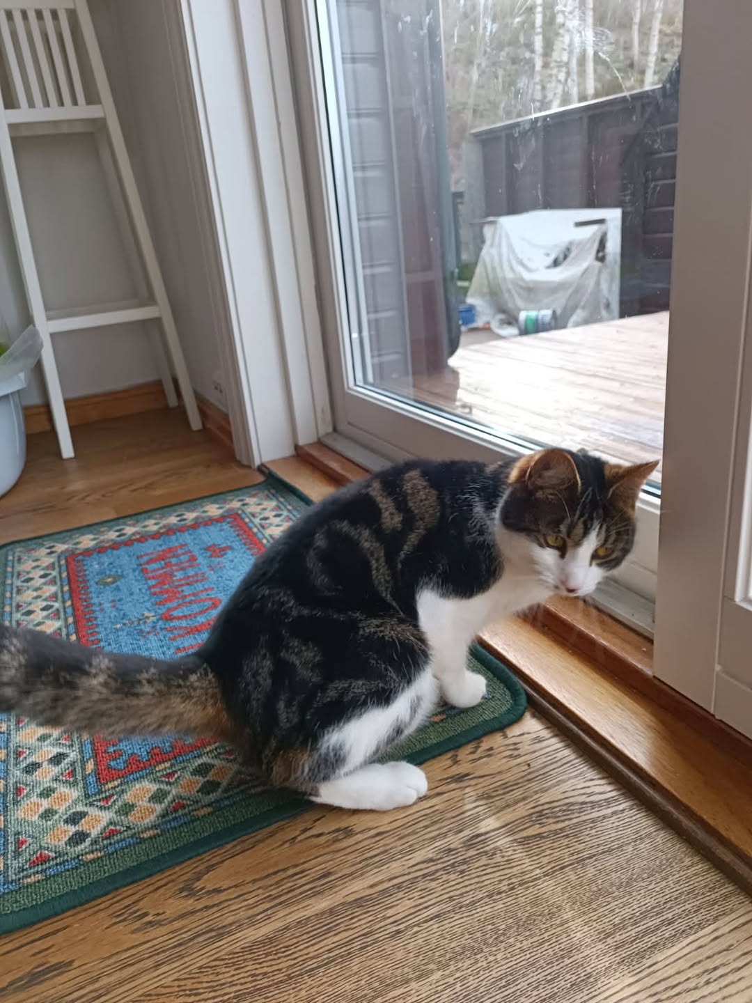Lost cat