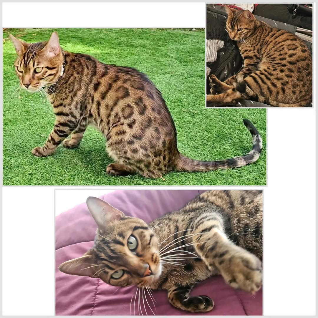 Lost Cat in ÉPagny