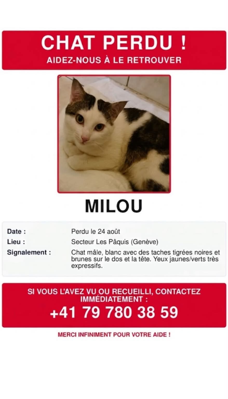 Lost Cat in Geneva