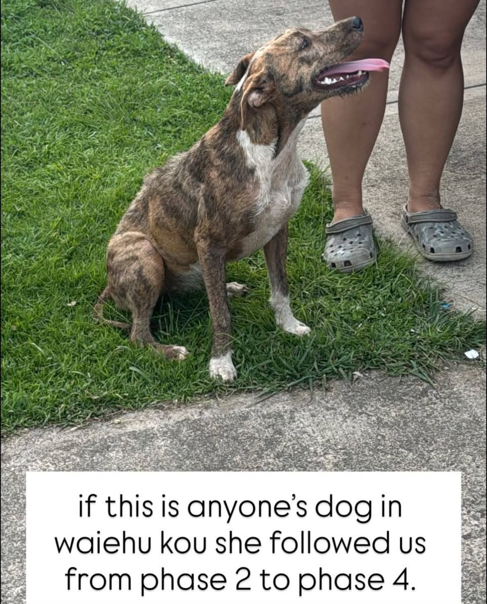 Found dog