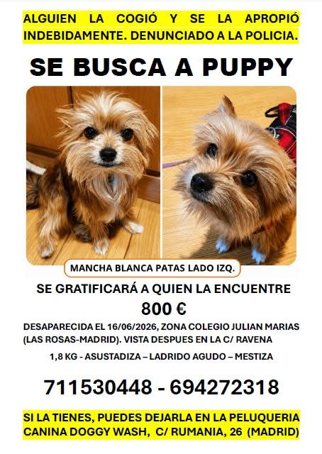 Lost dog