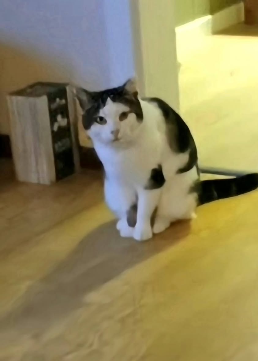 Found Cat in ØStfold