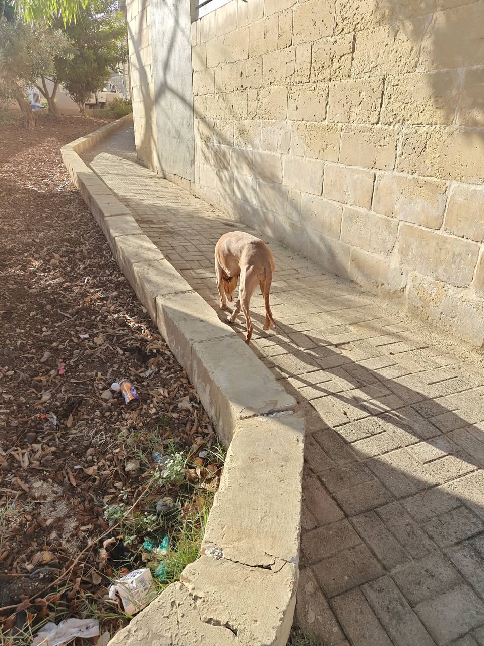 Lost dog