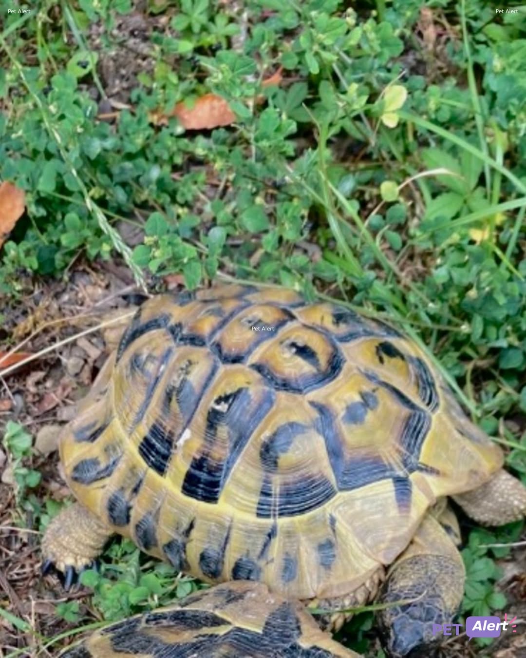 Lost Tortoise in Veyrier