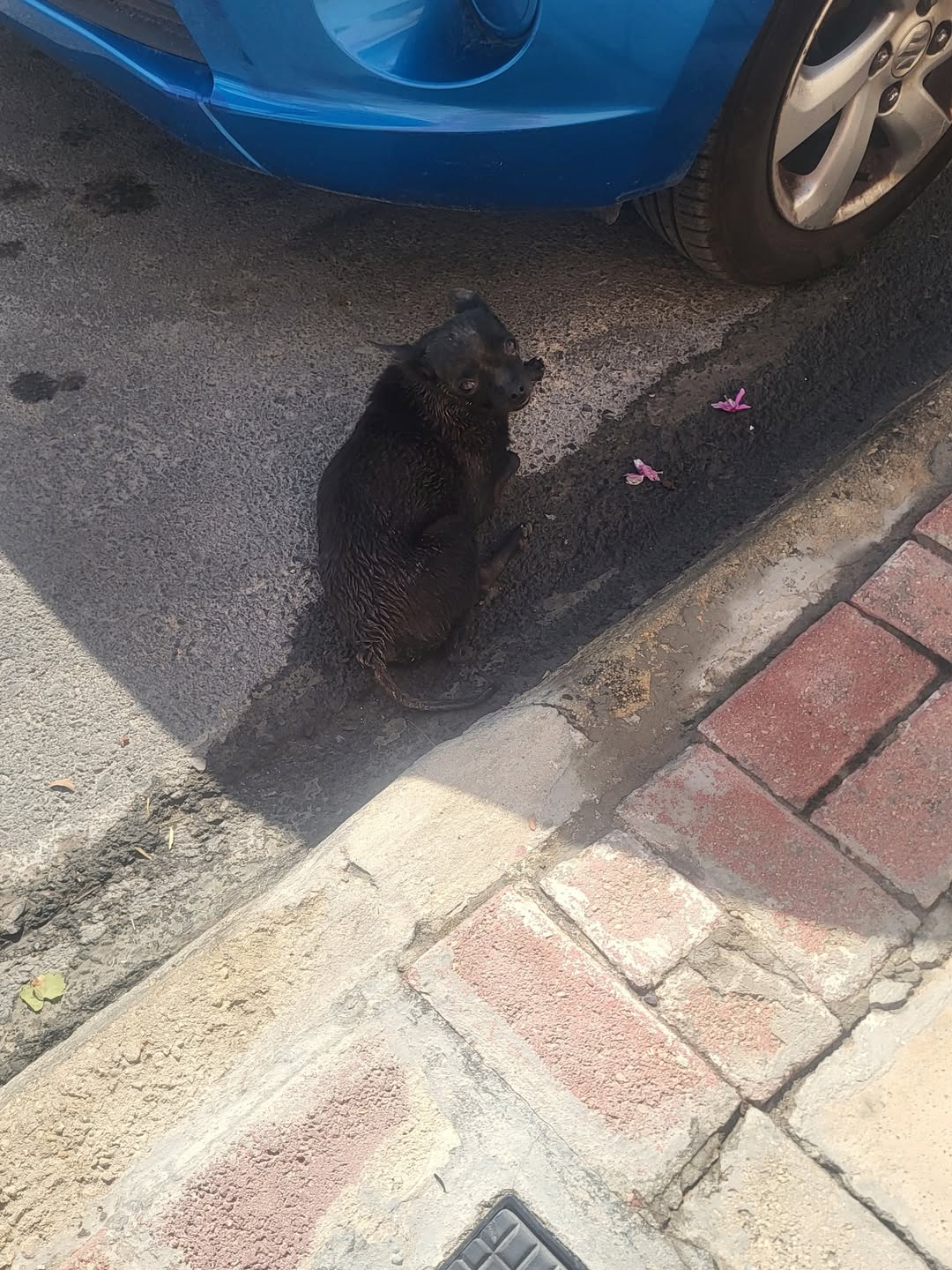 Found Dog in Malta