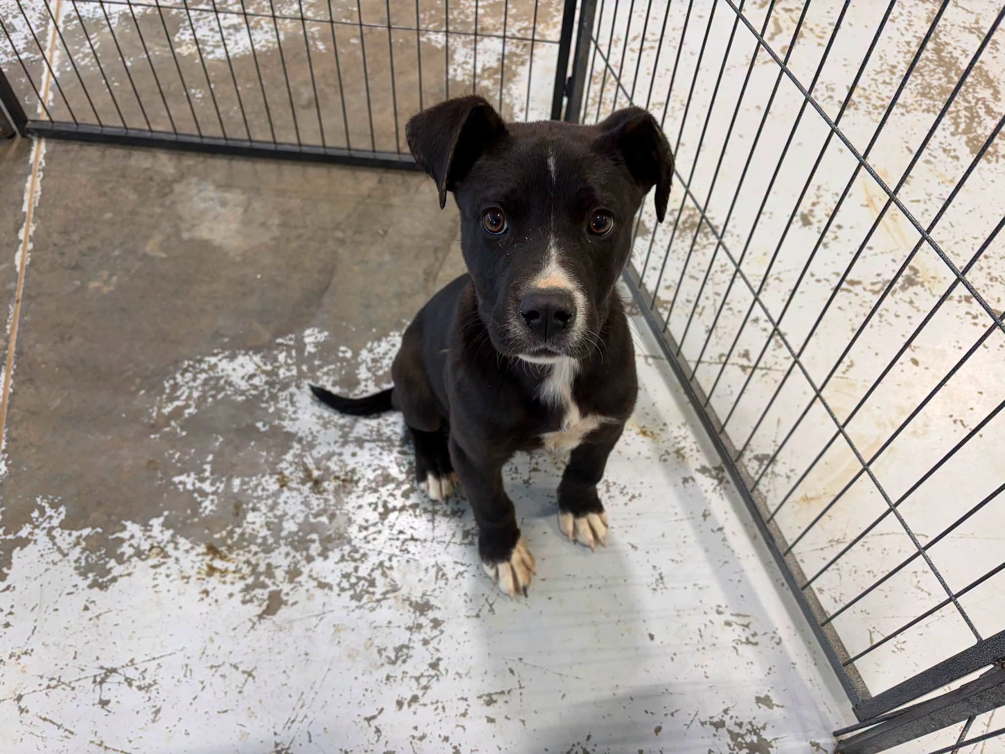 Found dog