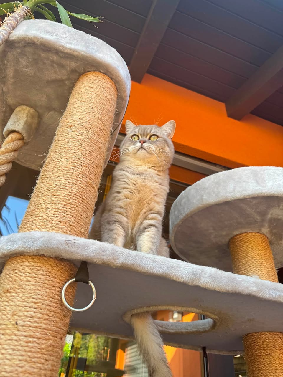 Lost Cat in Aumont