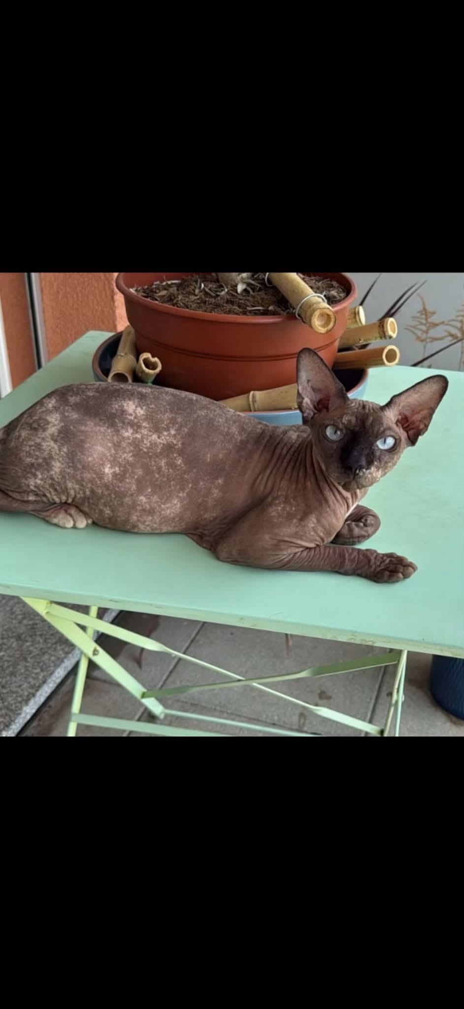 Lost Cat in Fully