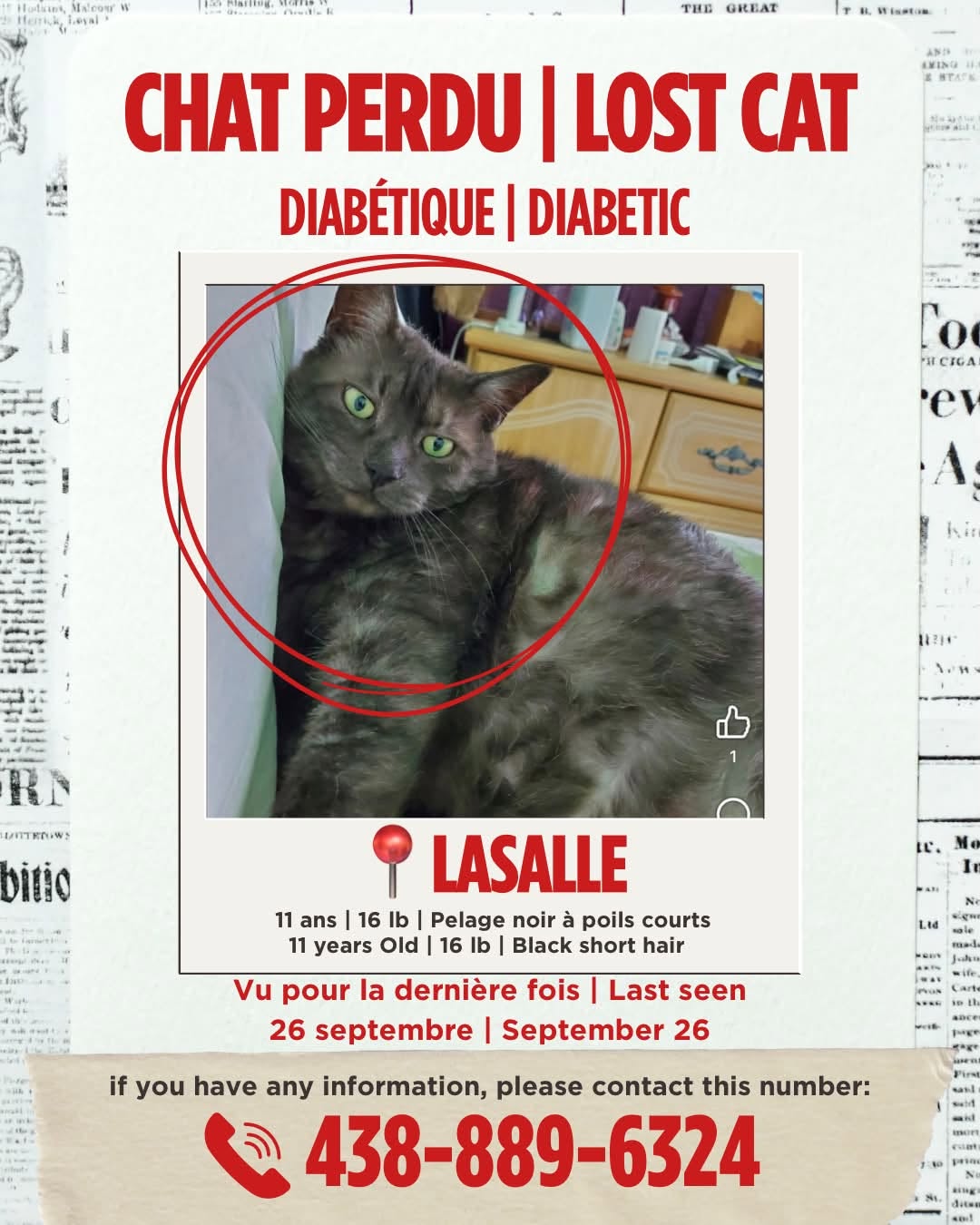 Lost cat