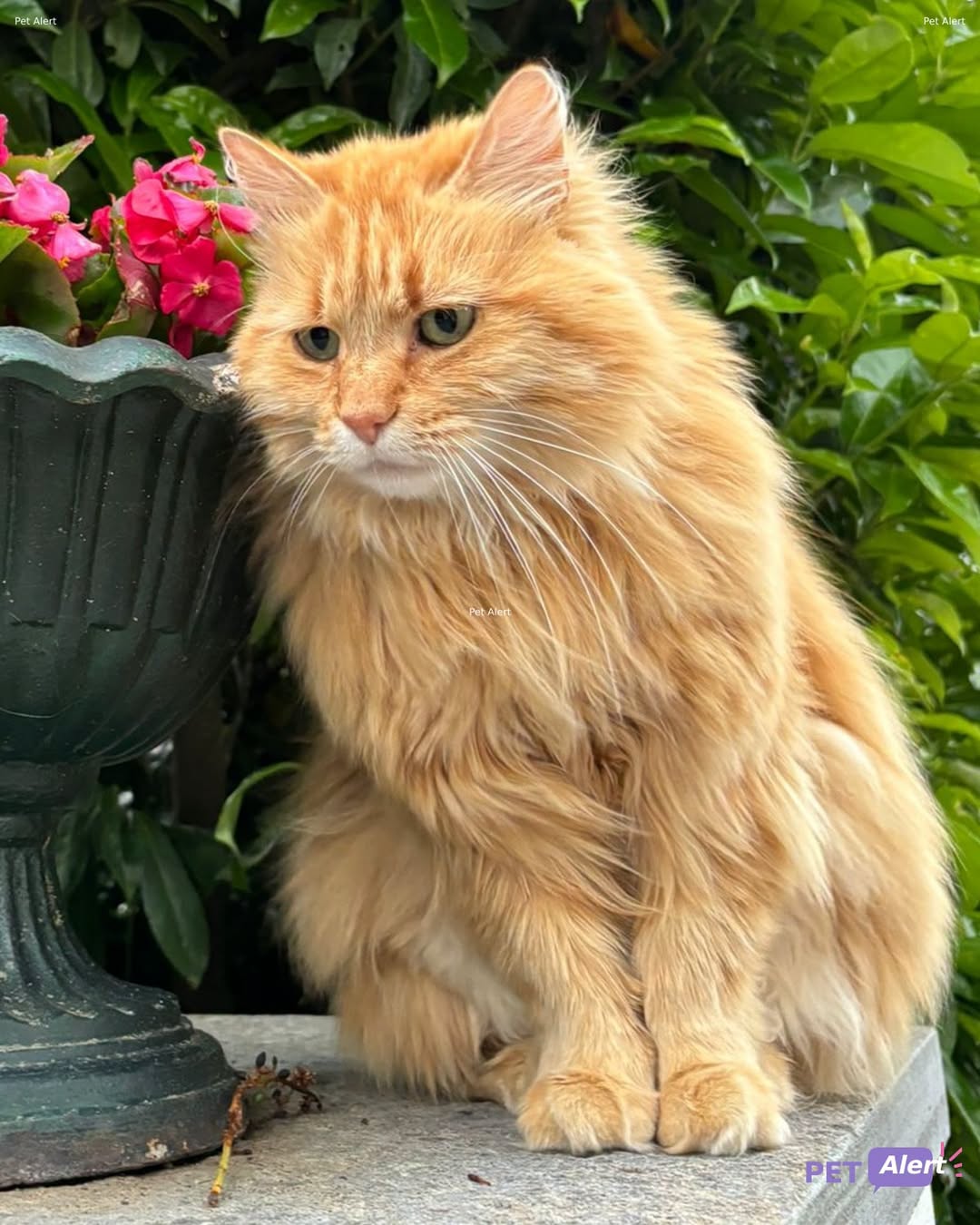 Lost cat