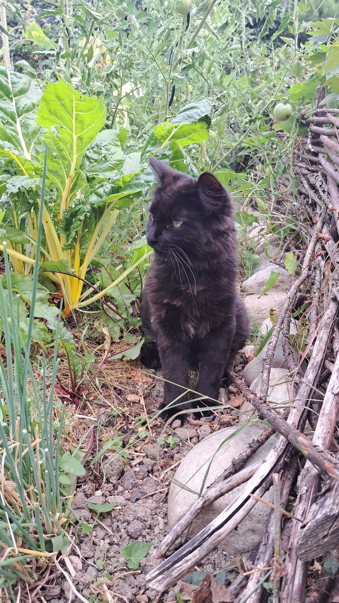 Lost cat
