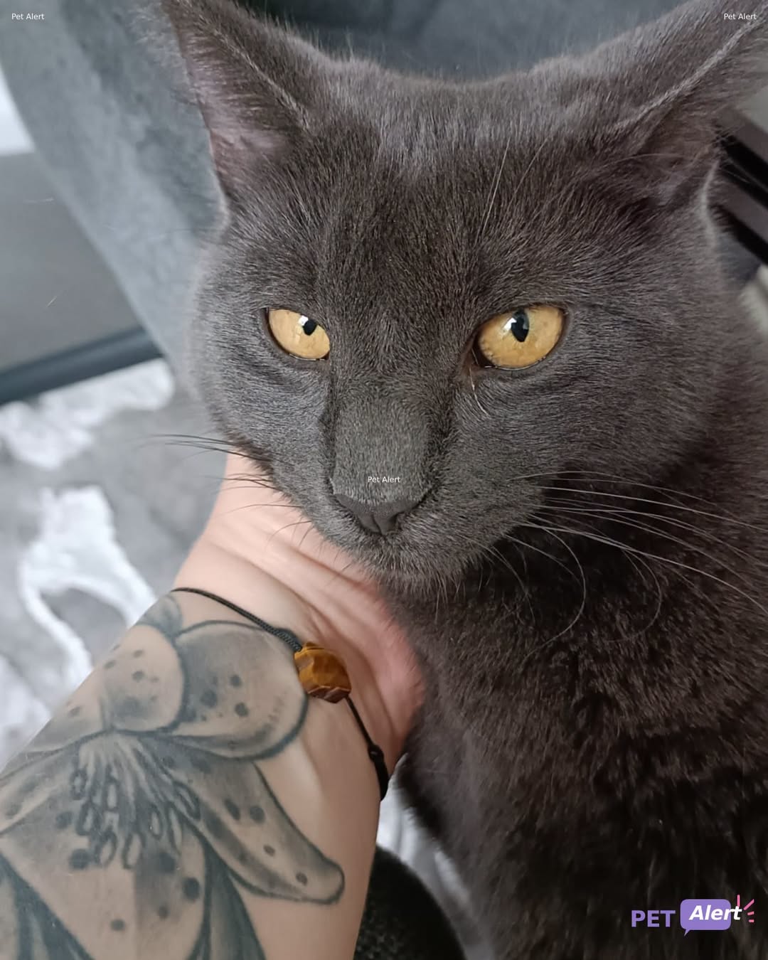 Lost Cat in Penthaz