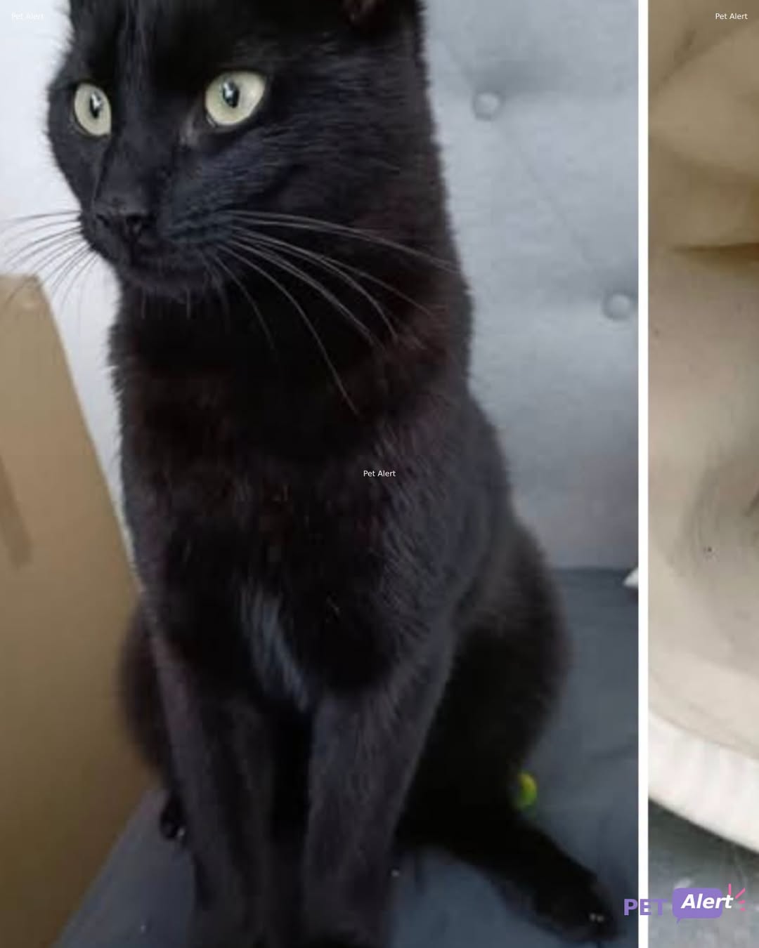 Lost cat
