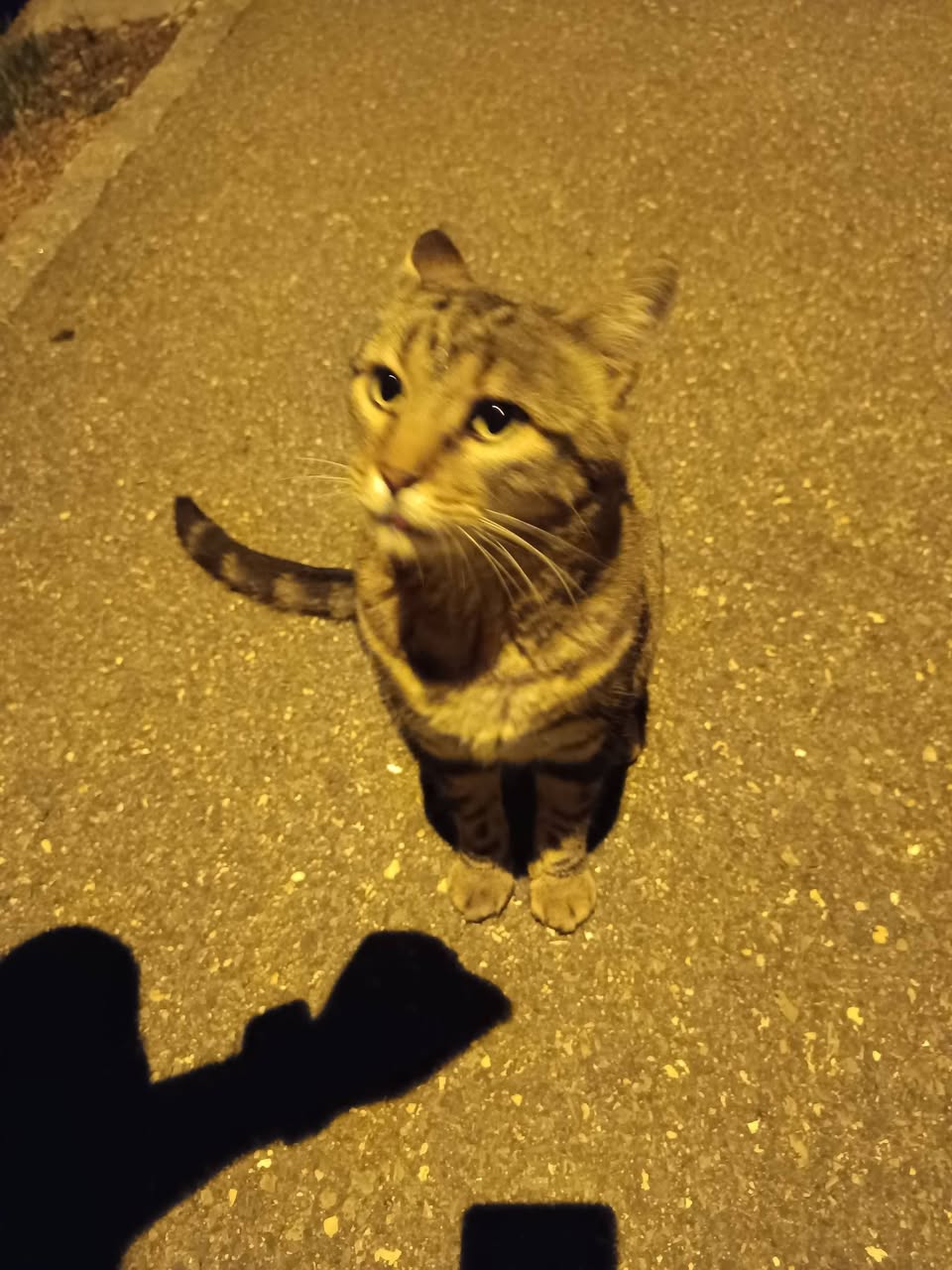 Found cat