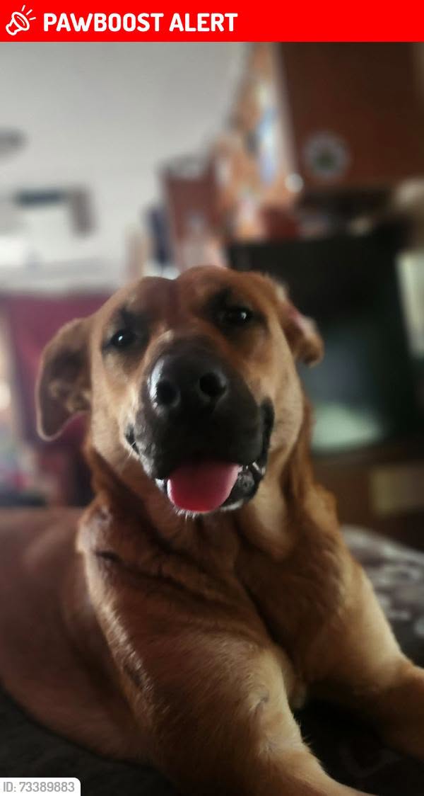 Lost dog
