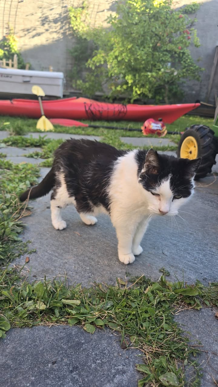 Found Cat in ØStfold