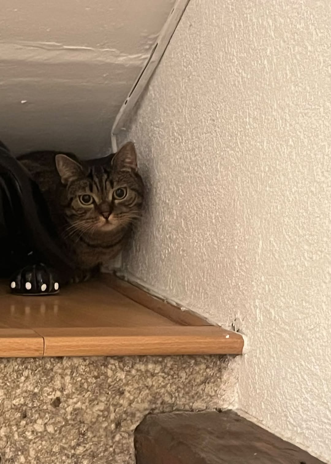 Found cat