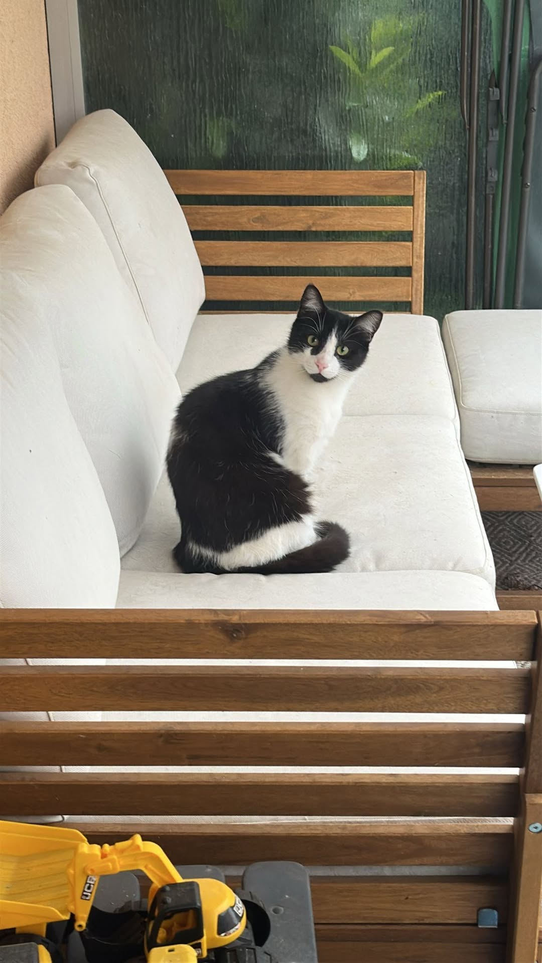Found cat