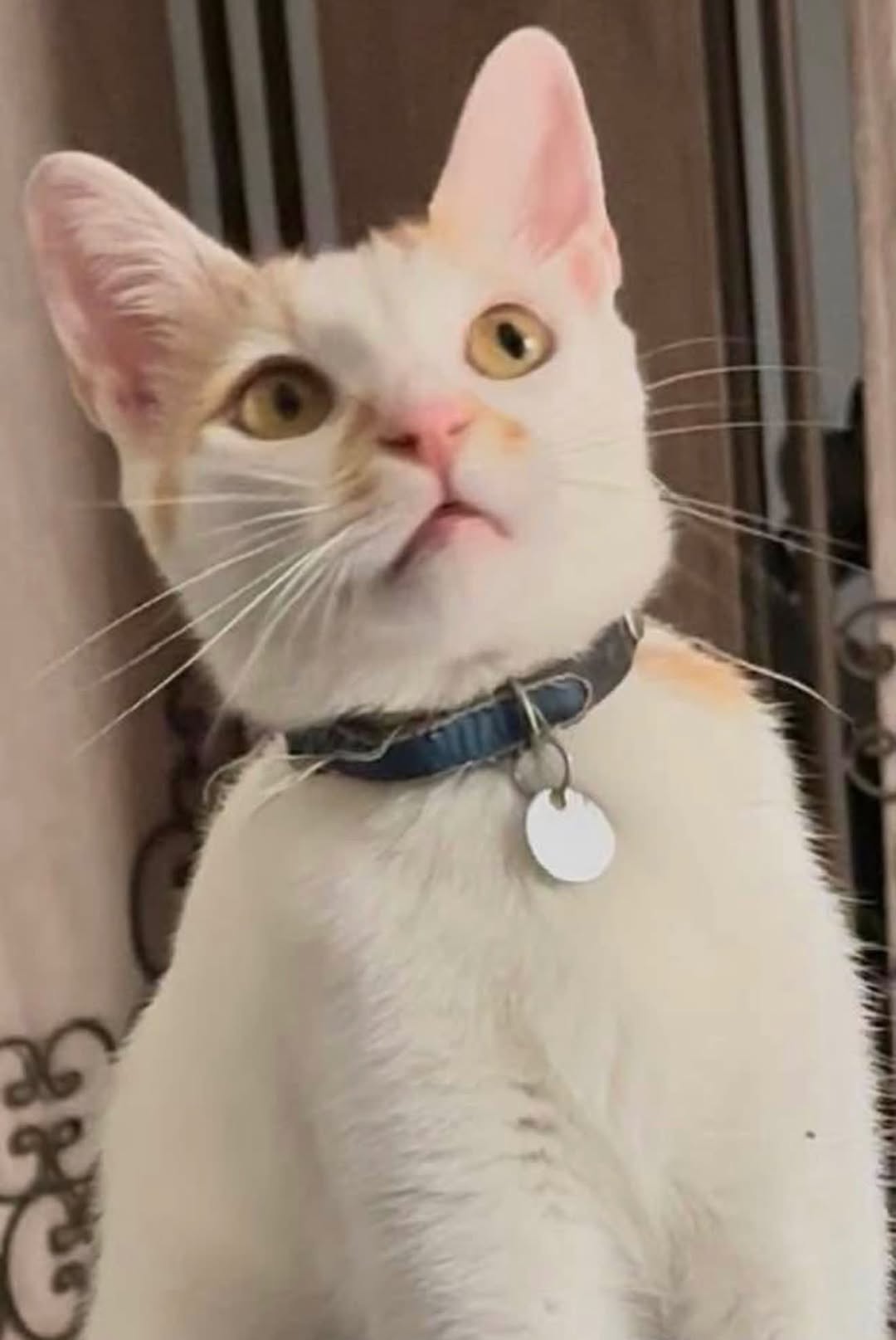 Lost Cat in Lescar