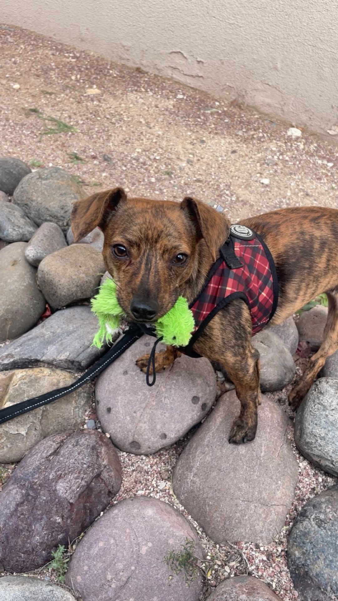 Lost Dog in Blacklidge & Palo Verde
