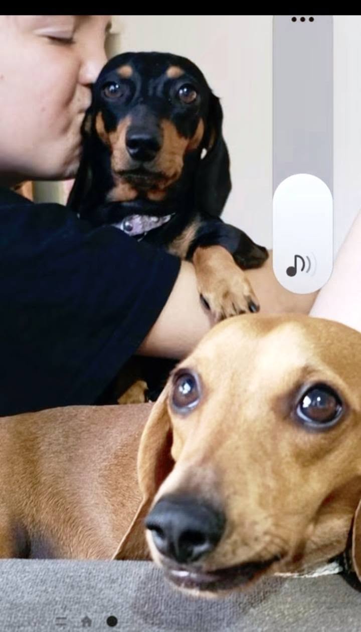 Lost dog