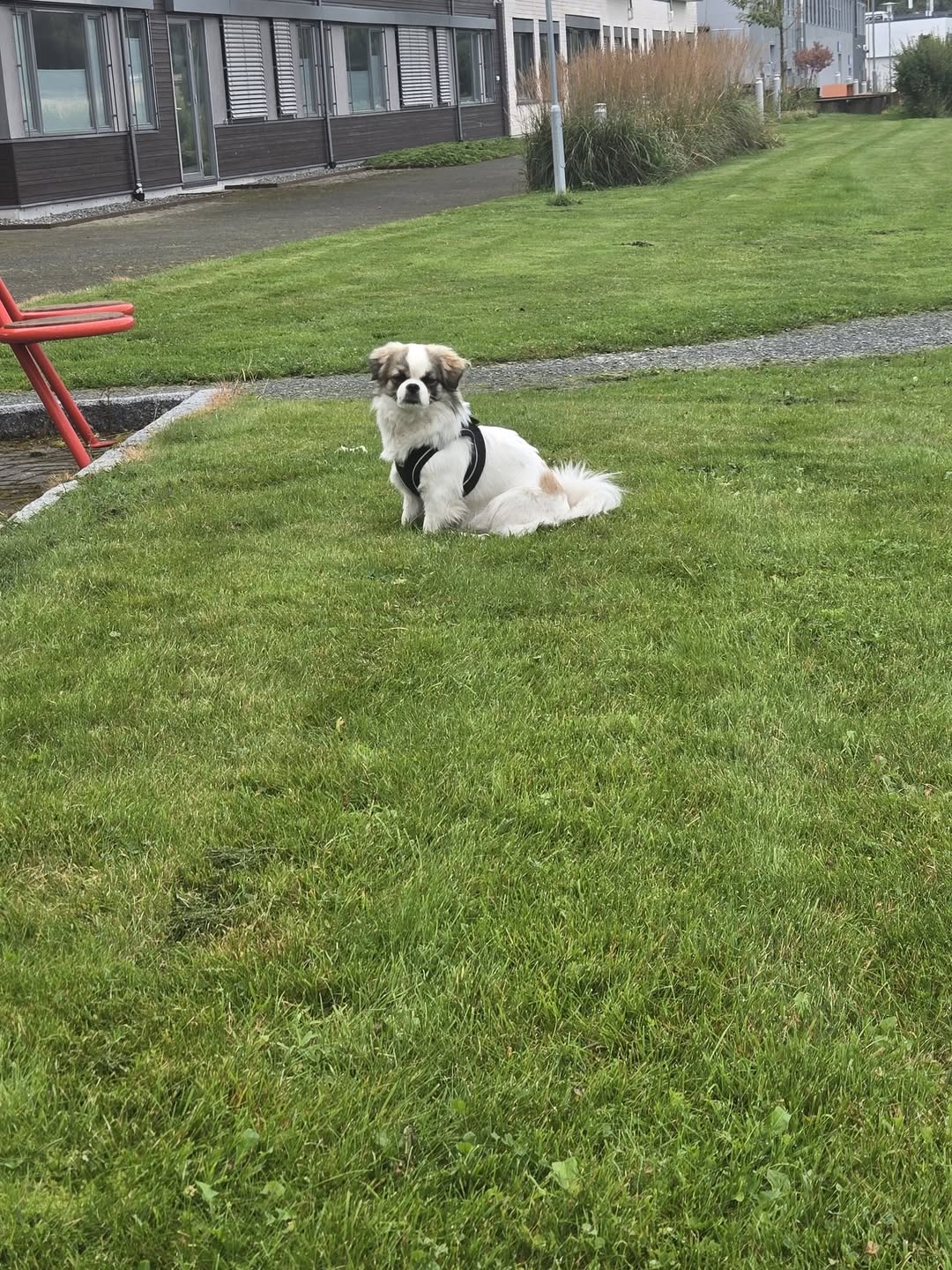 Found dog