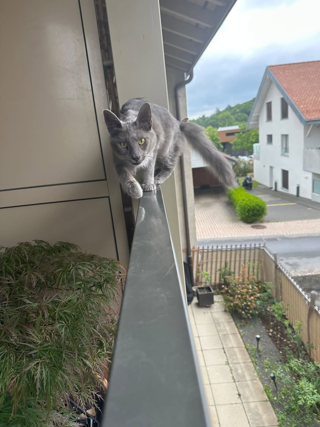 Lost Cat in Genolier
