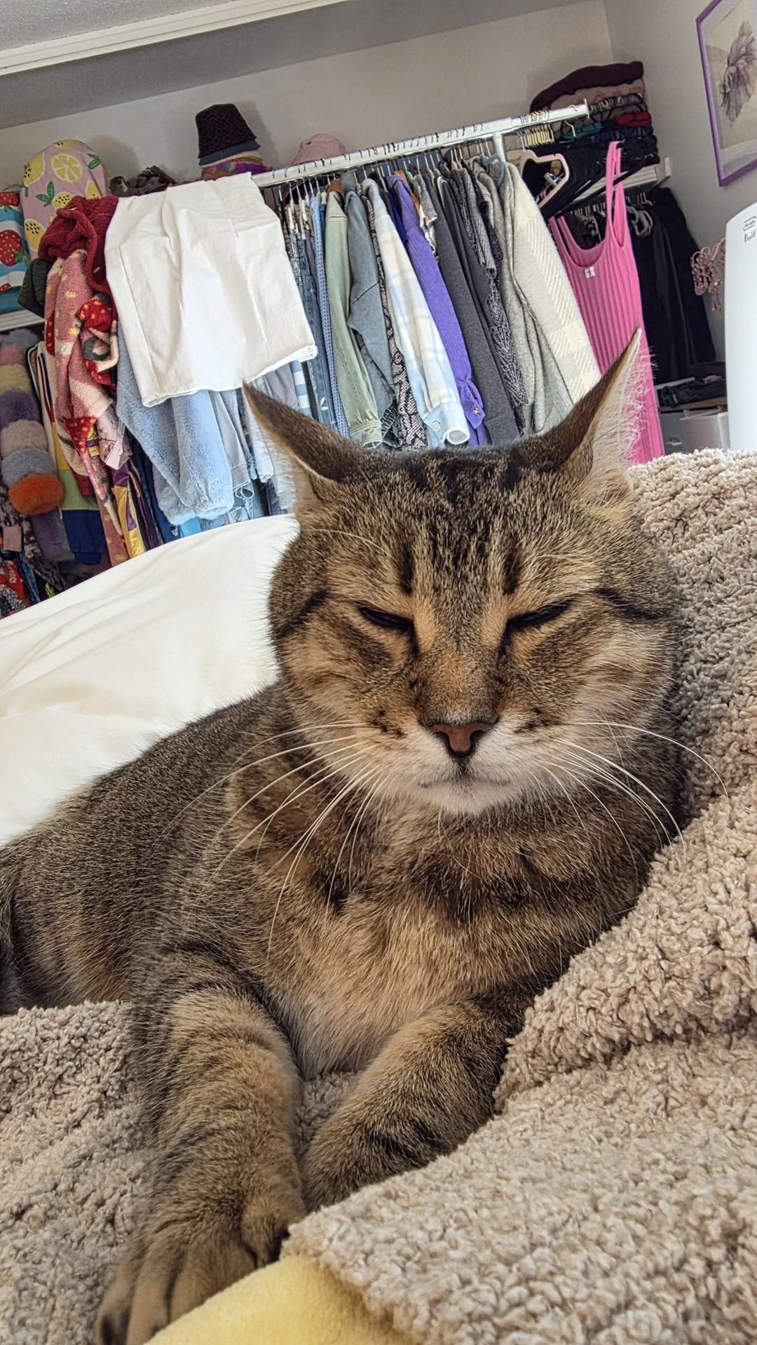 Lost Cat in Woodward And Wilson