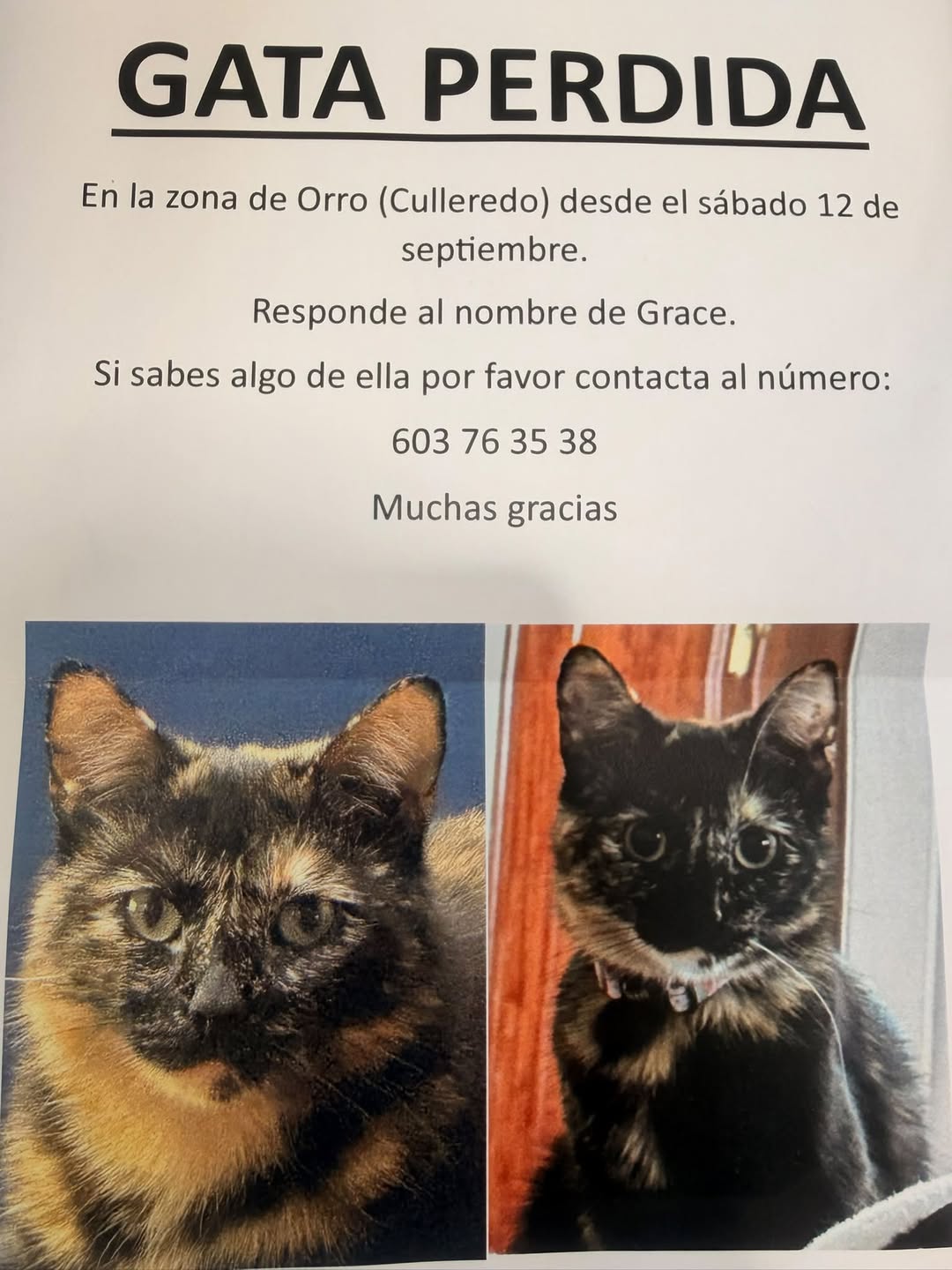 Lost Cat in Culleredo
