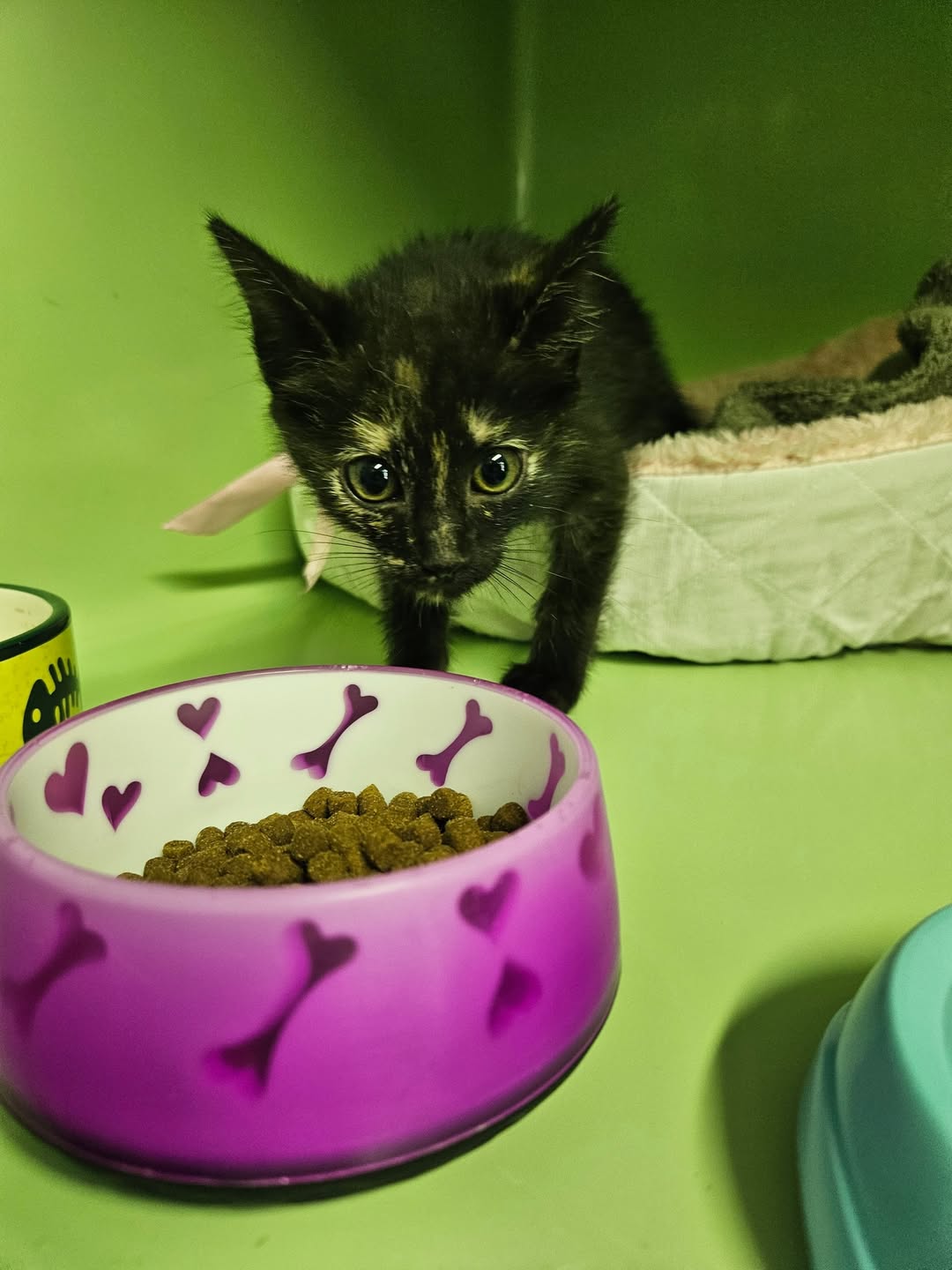 Found cat
