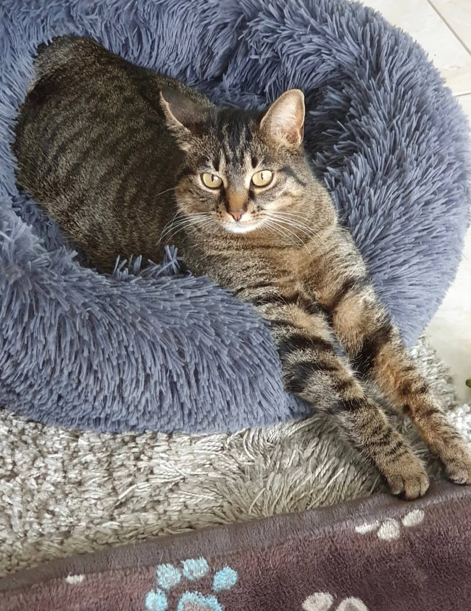 Found cat