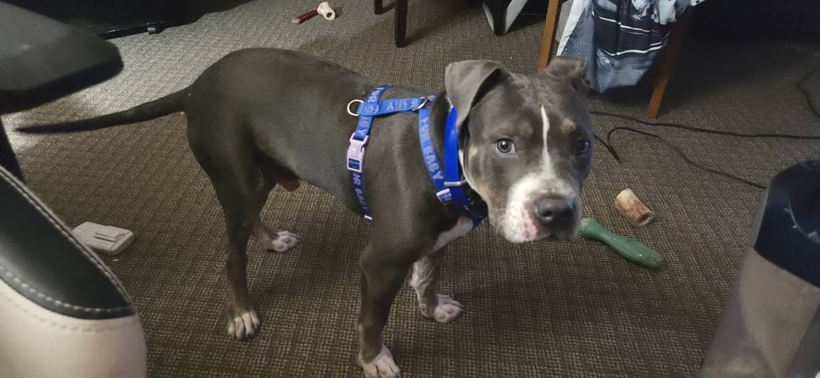 Lost Dog in North Minneapolis