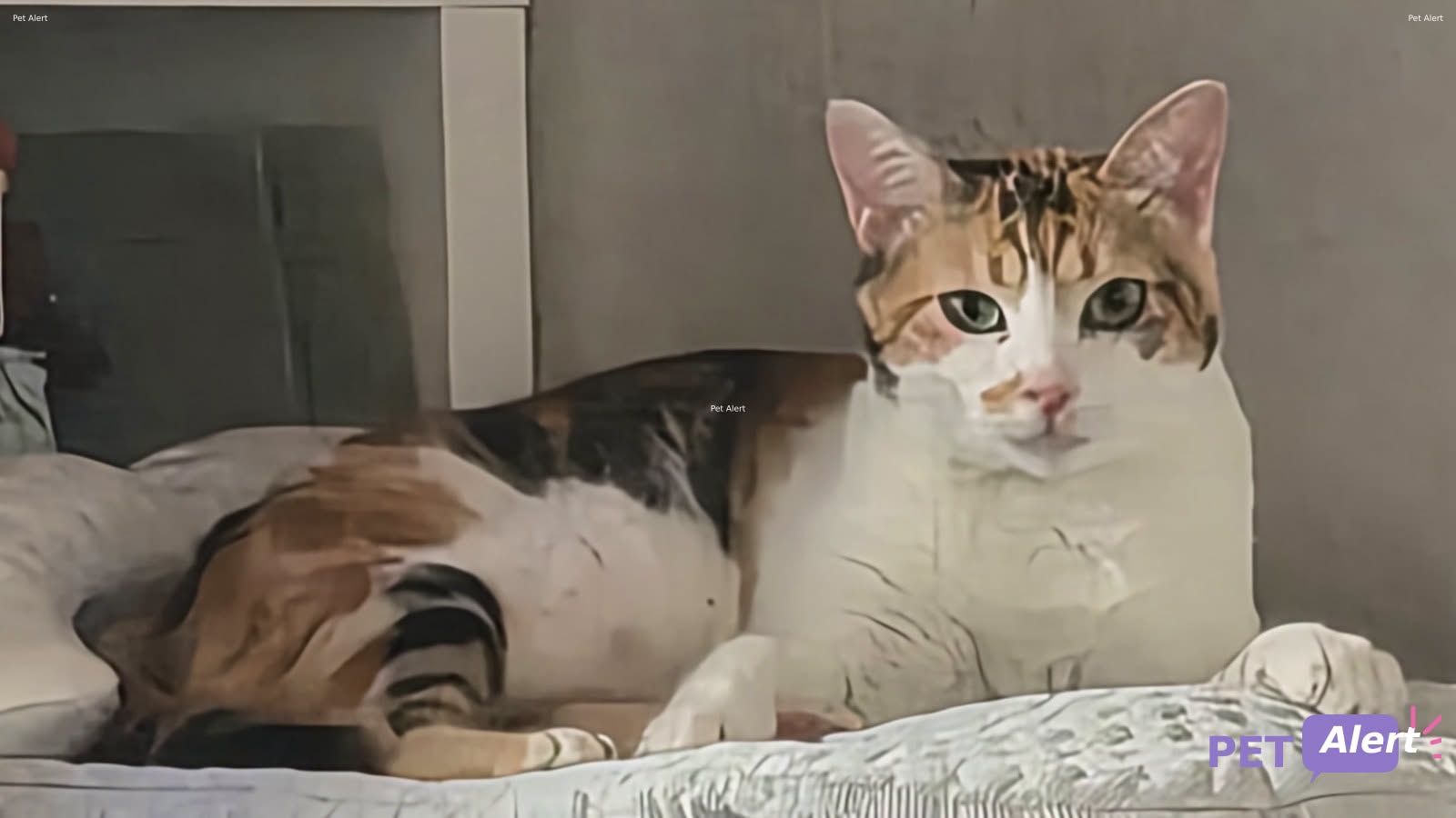 Lost Cat in Lancy