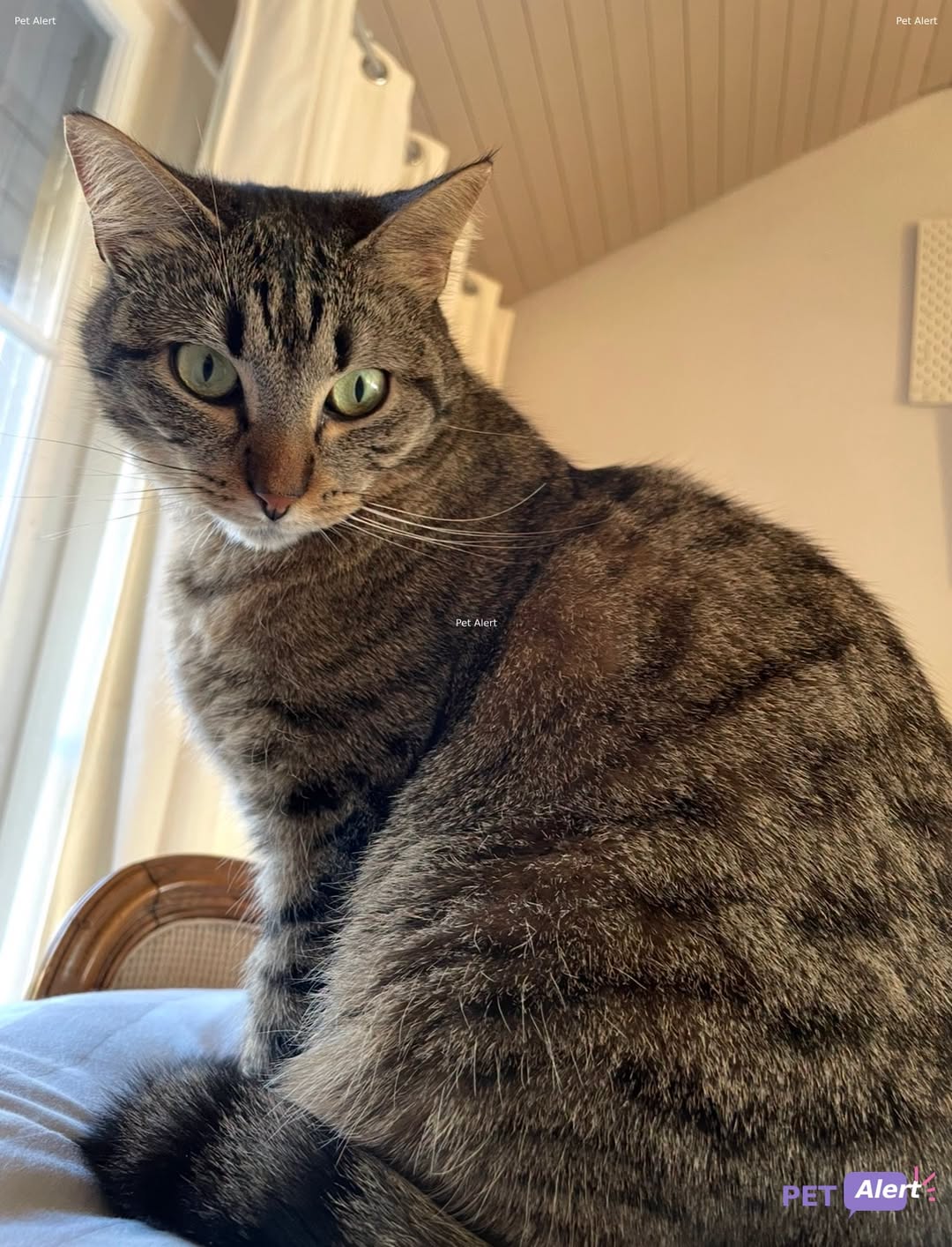 Lost Cat in Cologny