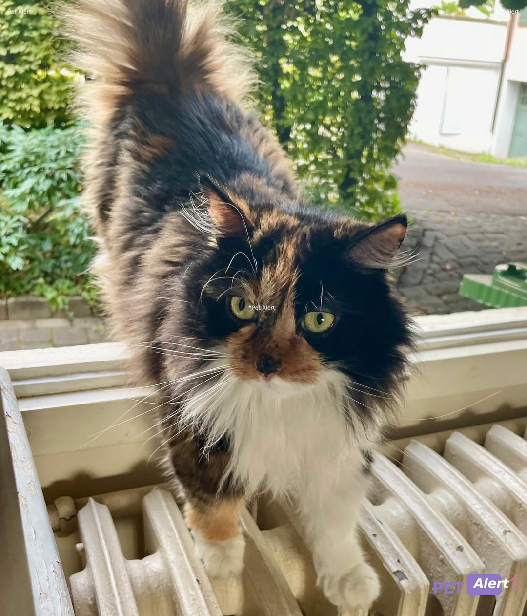 Lost Cat in Cologny