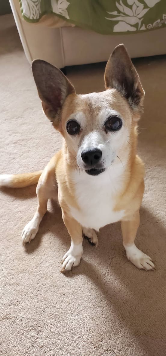Lost Dog in Maui