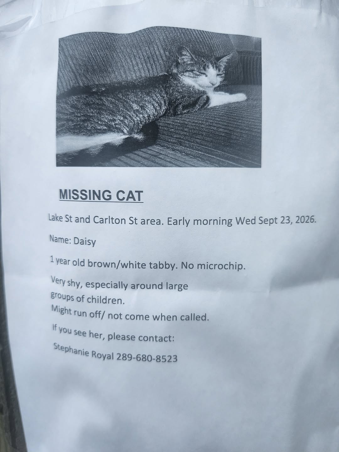 Lost Cat in Ontario