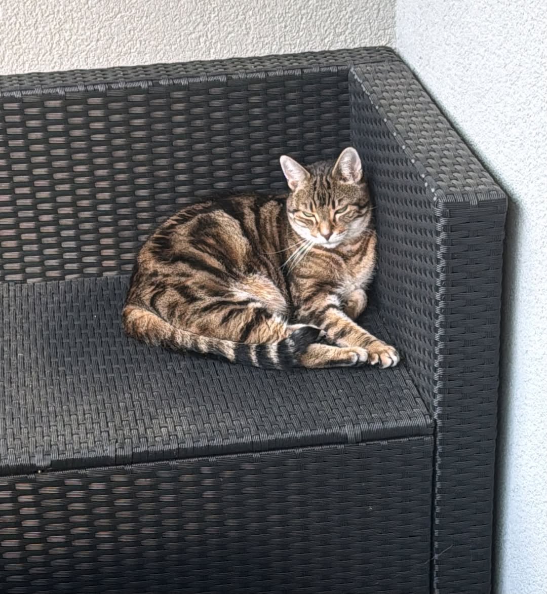Found cat