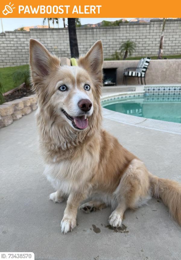 Found dog