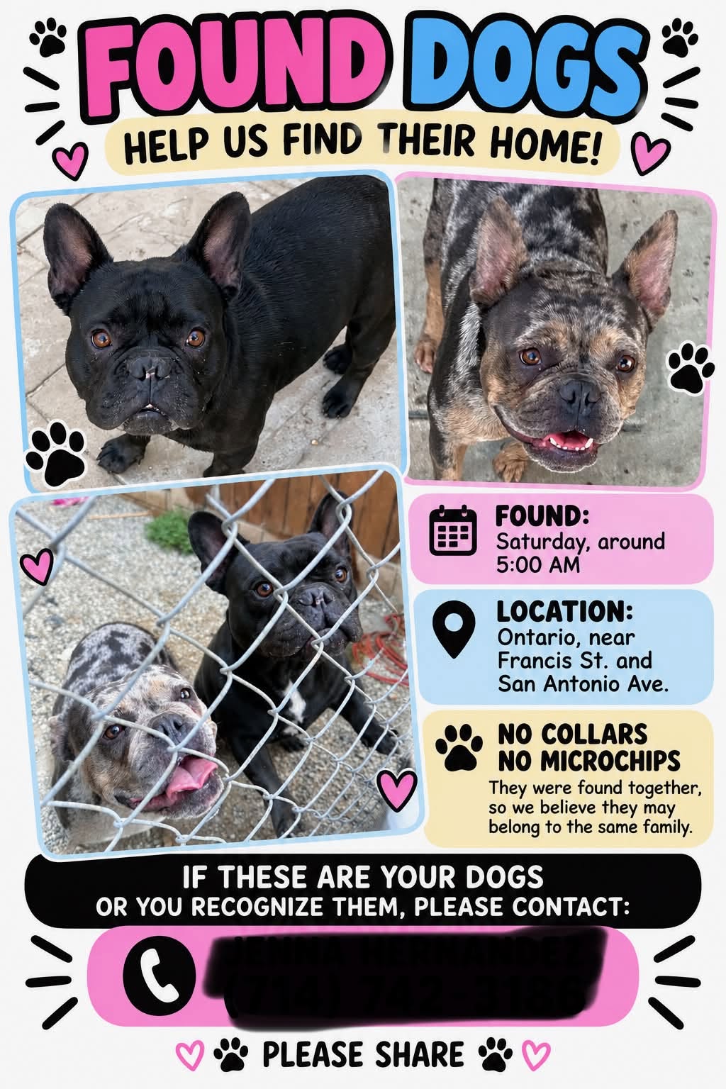 Found dog